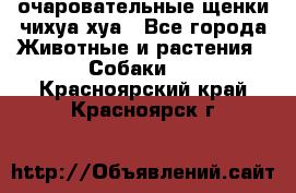 очаровательные щенки чихуа-хуа - Все города Животные и растения » Собаки   . Красноярский край,Красноярск г.